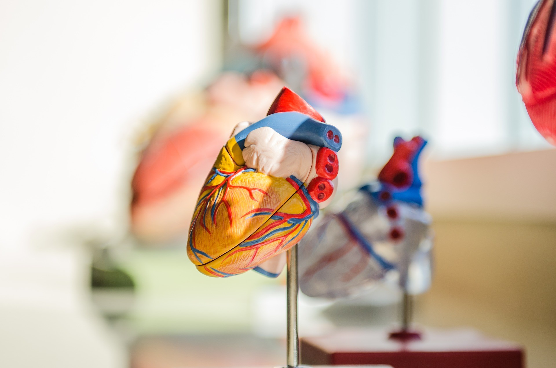 Image of Biology and Medicine Exhibit