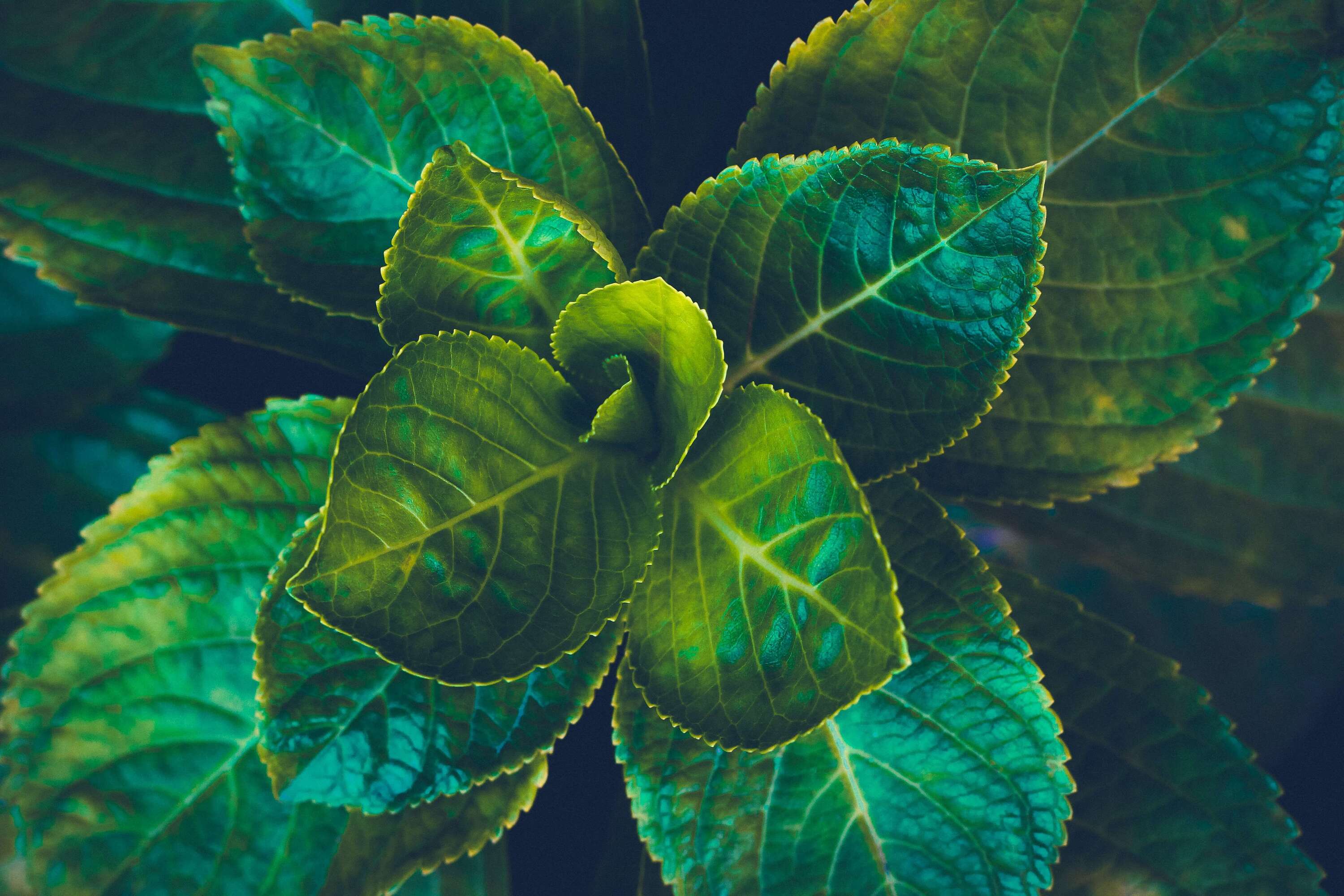 Image of Ecology Exhibition